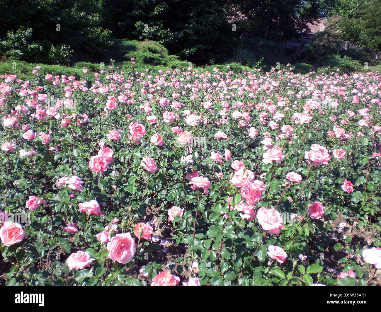 Campo di rose rosa in un parco rumeno Foto Stock