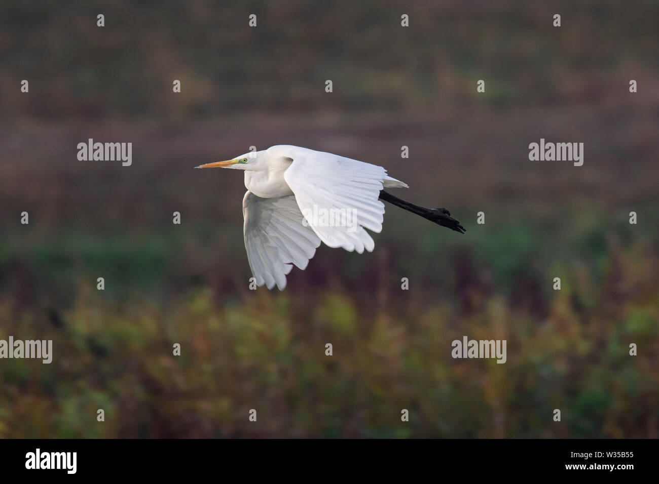 Airone bianco maggiore / comune garzetta / grande airone bianco (Ardea alba / Egretta alba) volando sopra la palude Foto Stock