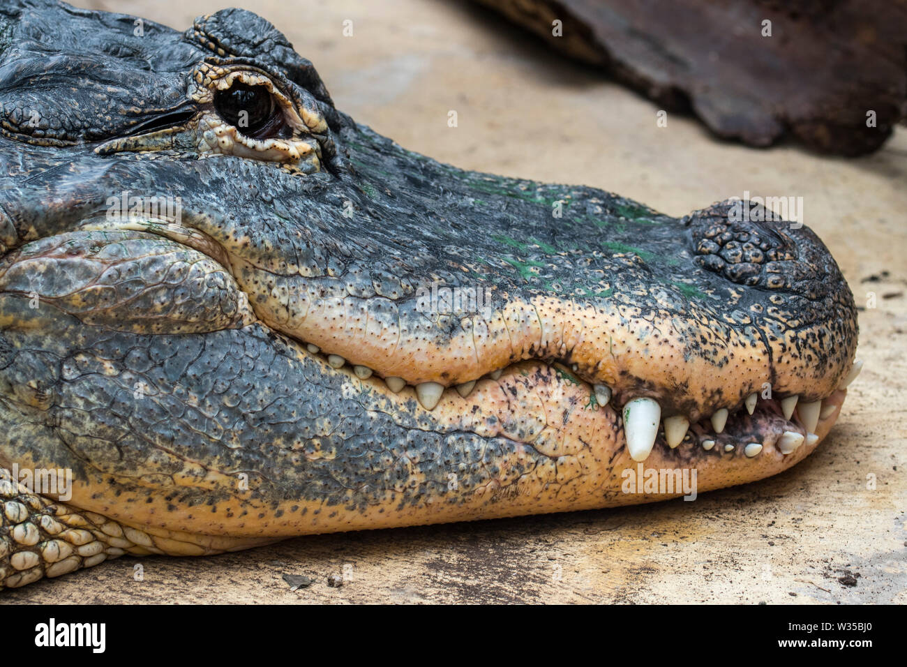 Il coccodrillo americano / gator / comune (alligator Alligator mississippiensis) close-up di muso chiuso che mostra i denti e le ganasce cave" Foto Stock