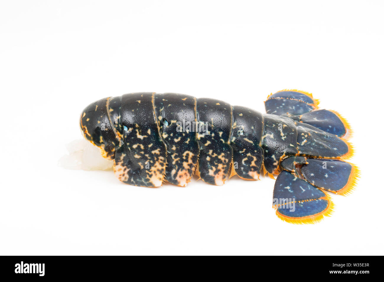 Un singolo, materie coda di aragosta da un astice, Homarus gammarus, che è stato catturato in un lobster pot nel Canale della Manica. Esso sarà in grigliate e formerà Foto Stock