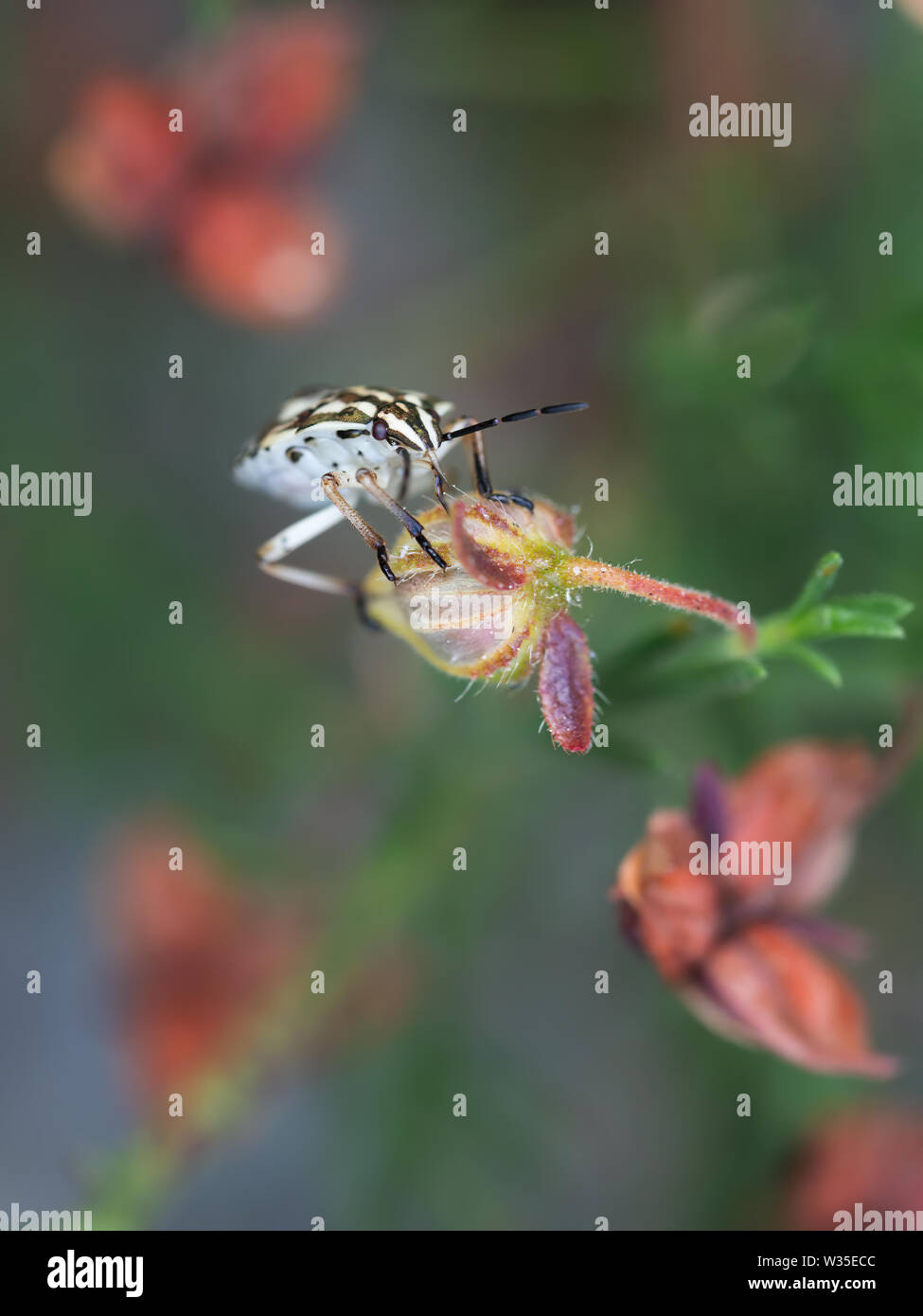 Carpocoris ninfa - un tipo di scudo Bug. Carino insetto bianco sul fiore, macro. Foto Stock