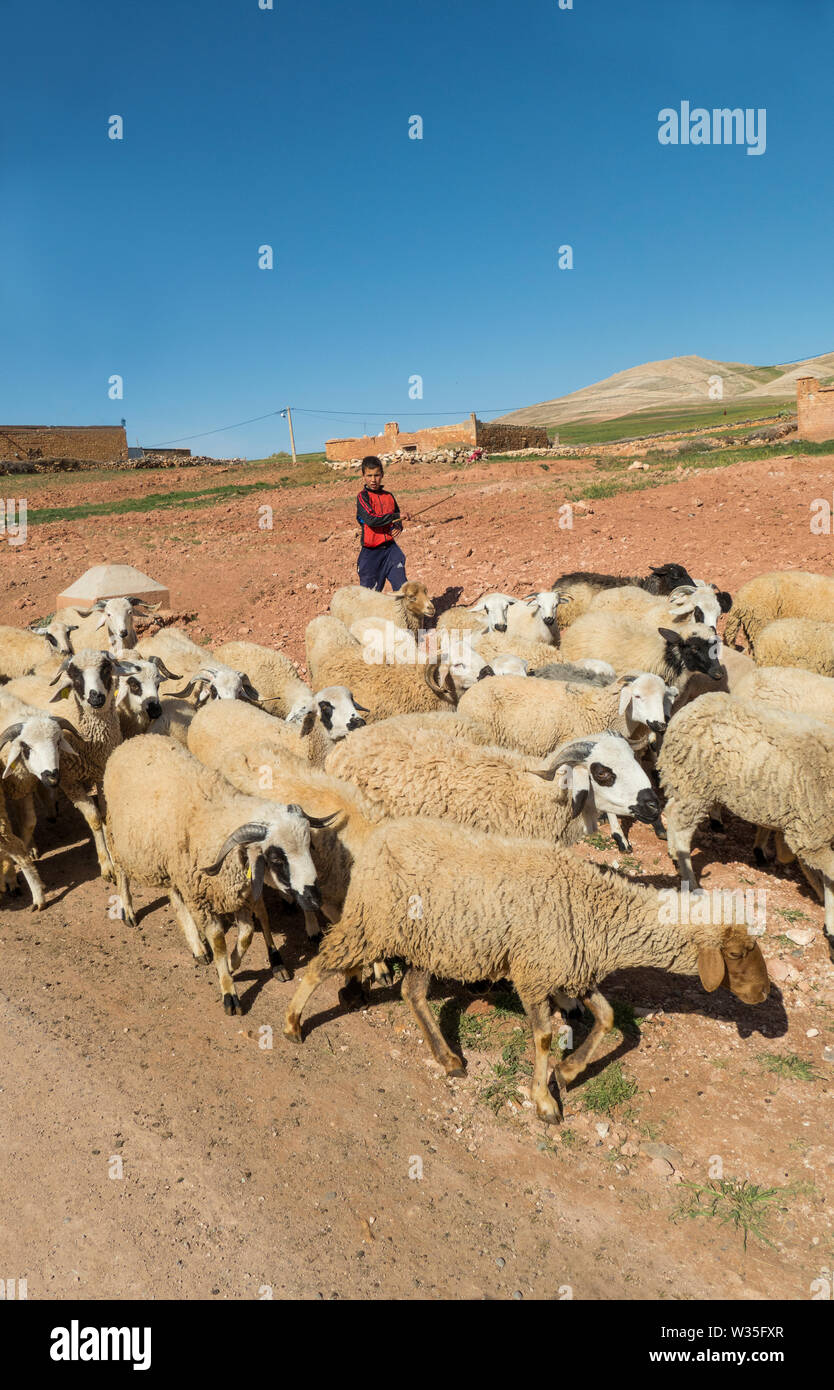 Giovane berbero Boy gli arrotondamenti e pecore a piedi sulla strada di campagna vicino a Marrakresh in Marocco in Nord Africa. Foto Stock