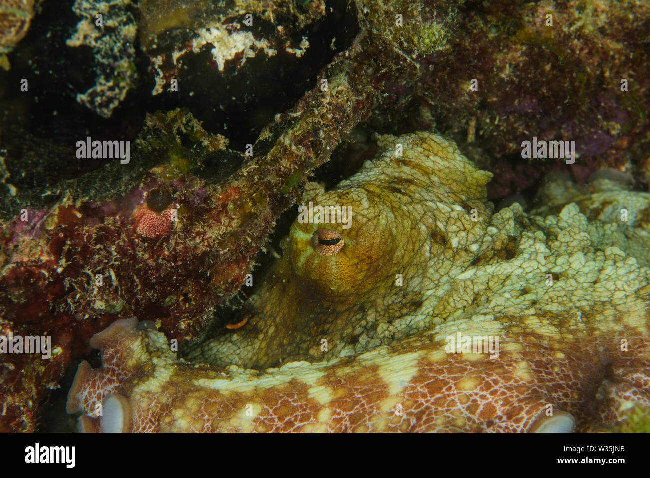 Polpo Octopus vulgaris sulla barriera corallina Foto Stock