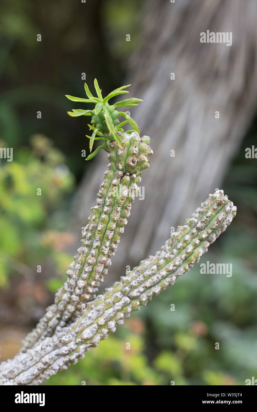 Euphorbia loricata di piante succulente. Foto Stock