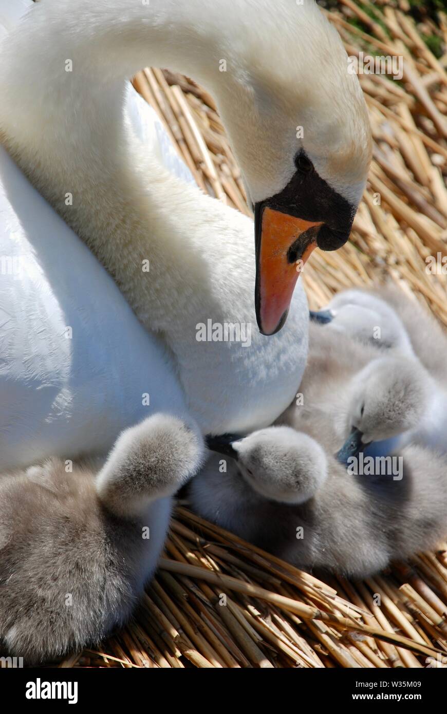 Swan e tre cygnets sul nido a Abbotsbury Swannery, Dorset Foto Stock