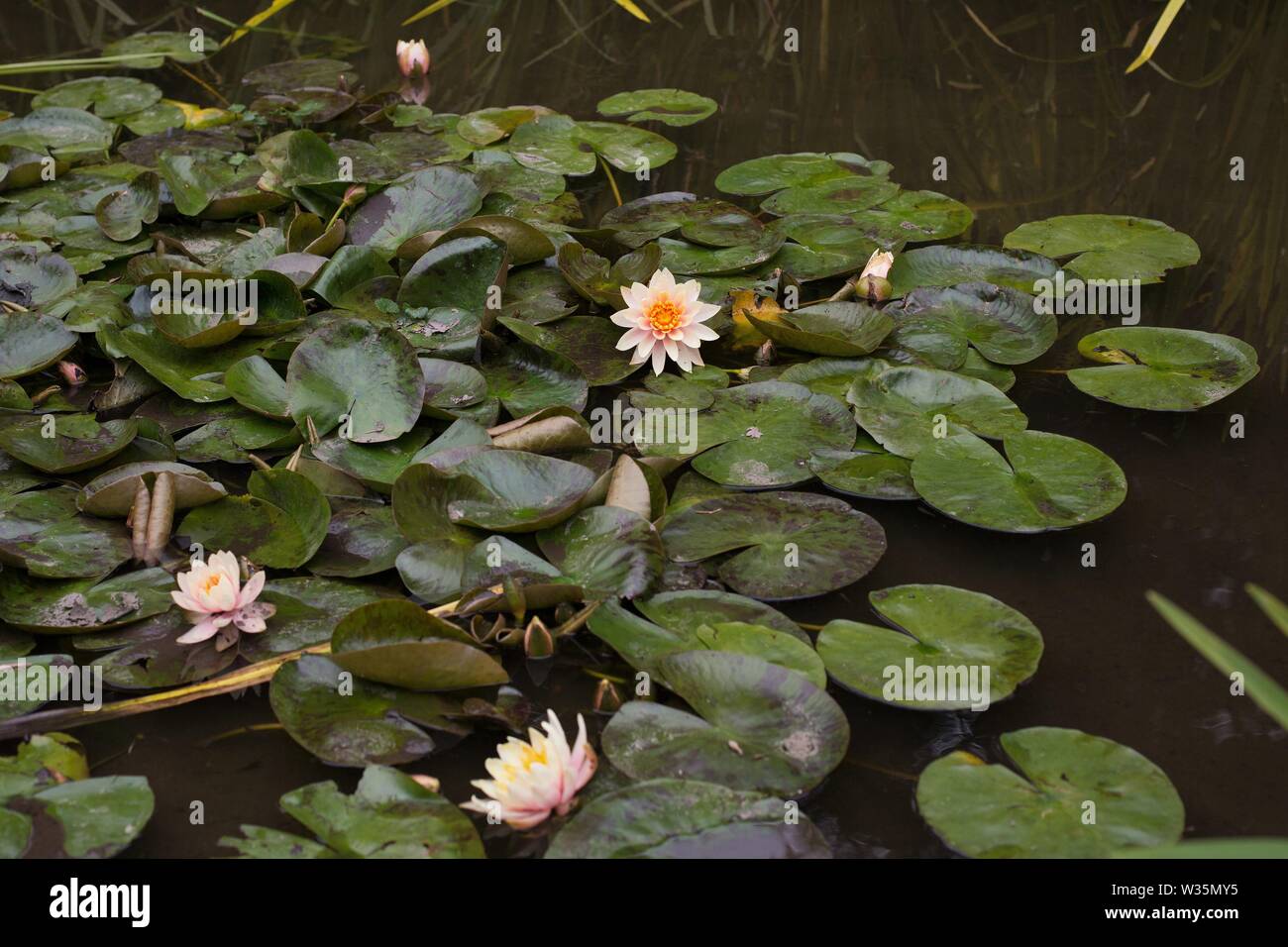 Nymphaea 'Patio Joe' waterlilies. Foto Stock