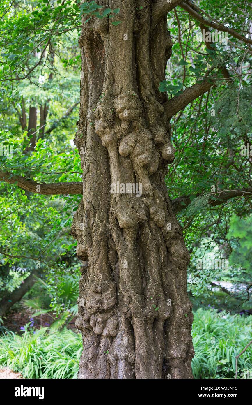 Un vecchio Ginkgo Biloba tree. Foto Stock
