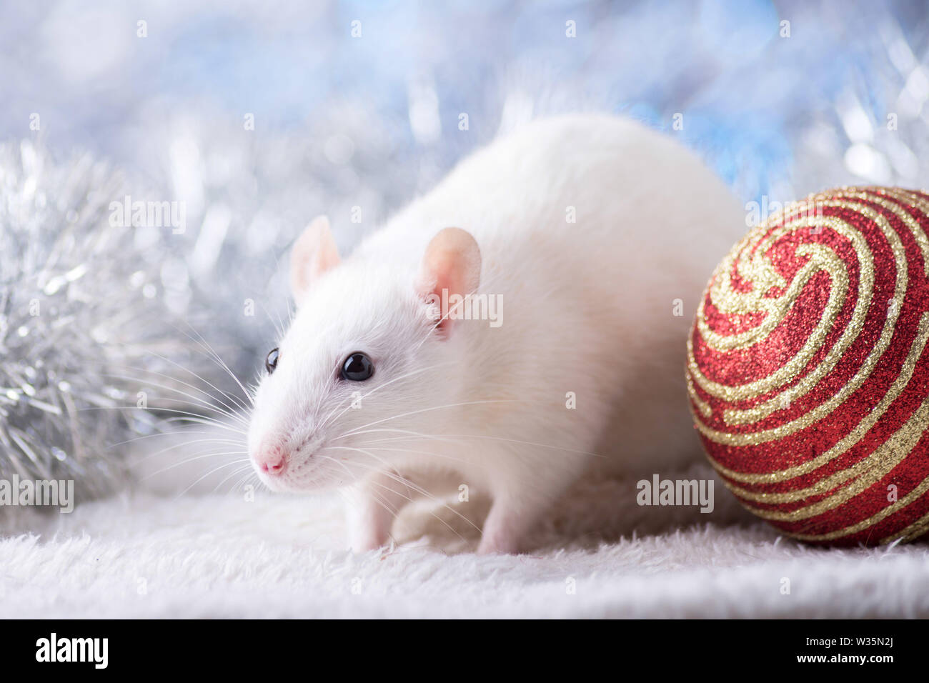 Felice Anno Nuovo! Simbolo del nuovo anno 2020 - bianco o metallo (argento) ratto. Carino ratto con decorazioni di Natale Foto Stock