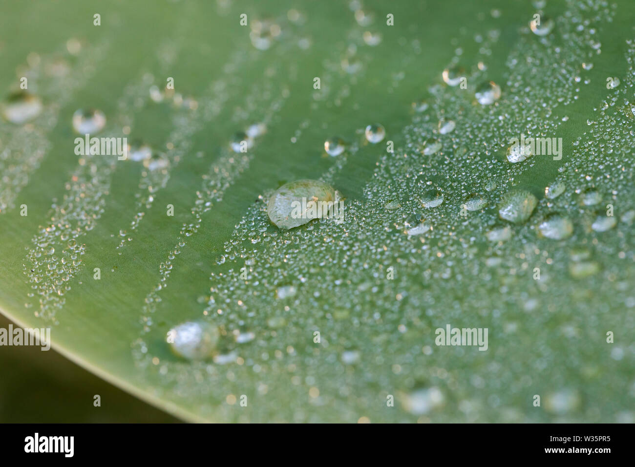Gocce d'acqua su una foglia verde in un giardino Foto Stock