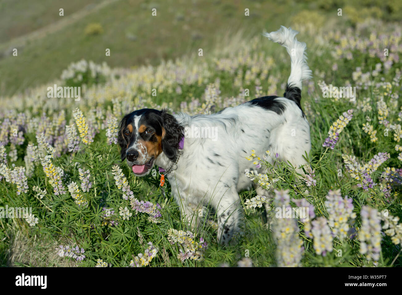 Sei-mese-vecchio setter inglese in piedi in una patch di lupino Foto Stock