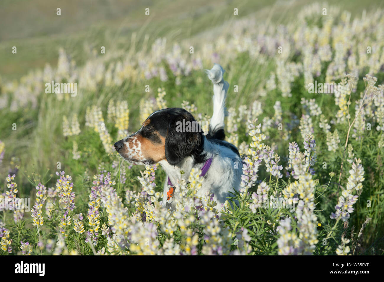 Sei-mese-vecchio setter inglese in piedi in una patch di lupino Foto Stock