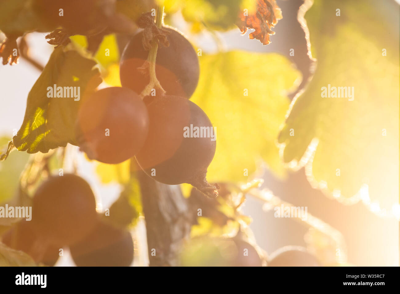 In prossimità del ramo di bush jostaberry - ibrido tra di ribes nero e di uva spina Foto Stock