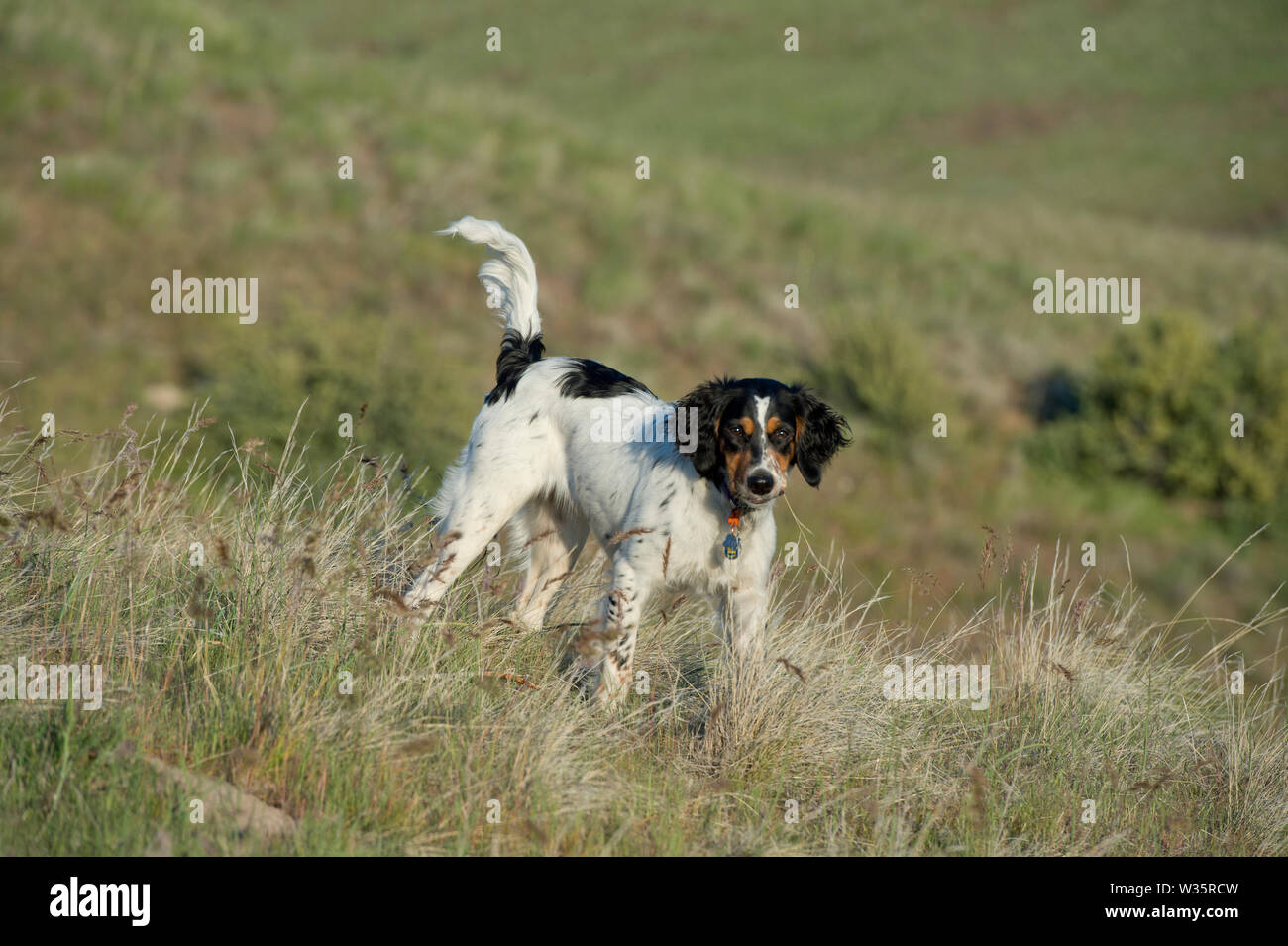 Sei-mese-vecchio setter inglese in piedi in erba sul pendio di una collina Foto Stock