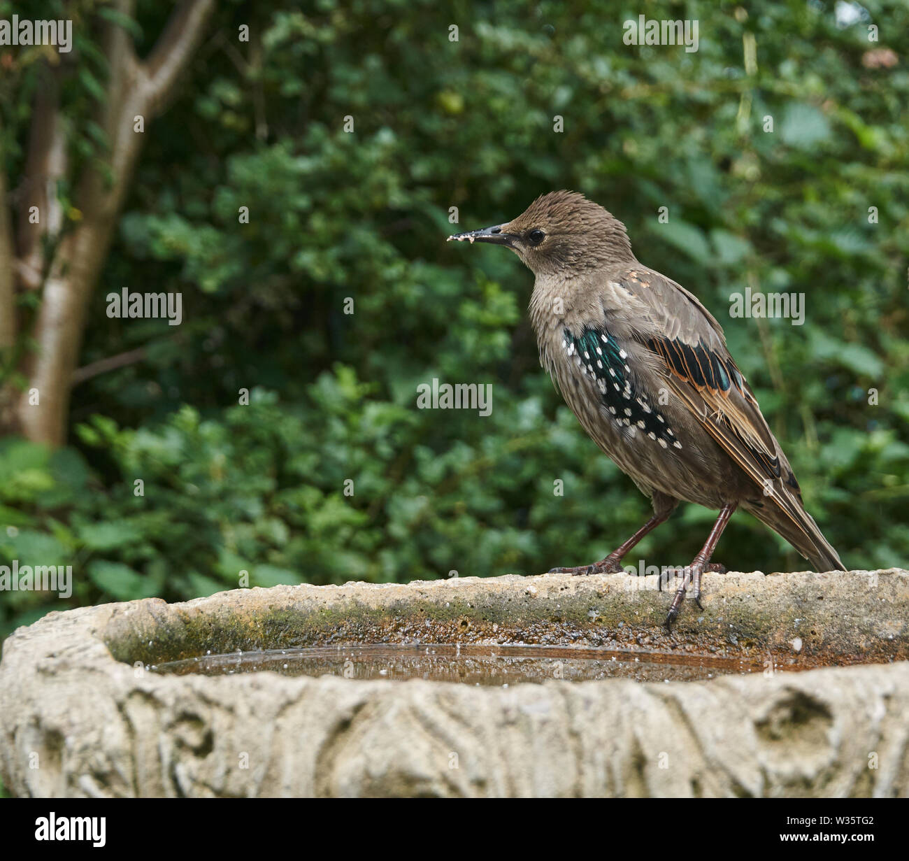 Starling Sturnus vulgaris sul bagno di uccello. Isole britanniche Foto Stock