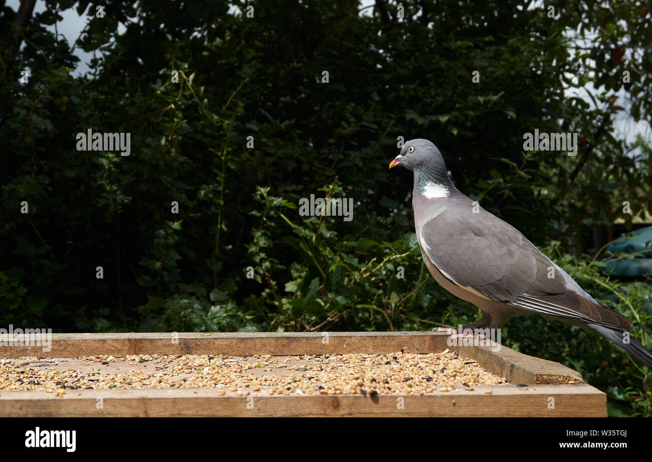 Colombaccio sulla tabella degli uccelli. British Islea Foto Stock