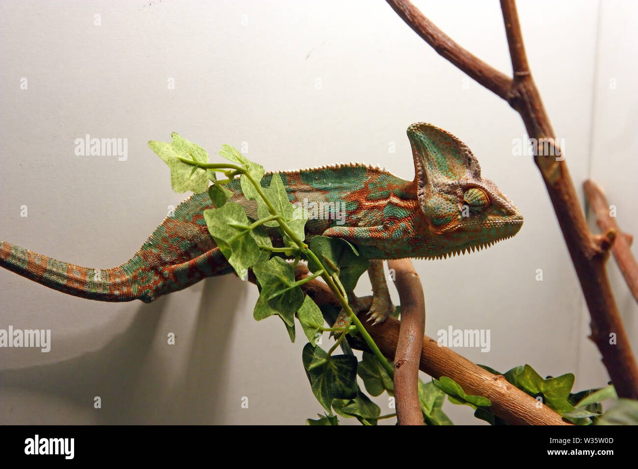 Il camaleonte velato (chamaeleo calyptratus), è una specie di chameleon che abita Penisola Arabica in Arabia Saudita e lo Yemen Foto Stock