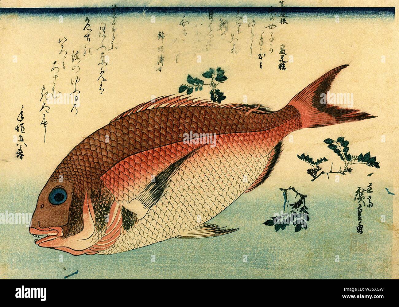 Madai 真鯛 (Occhialone) Utagawa Hiroshige Japanese woodblock print dalla serie Uozukushi (ogni varietà di pesce) circa 1.830 s o 1840s Foto Stock