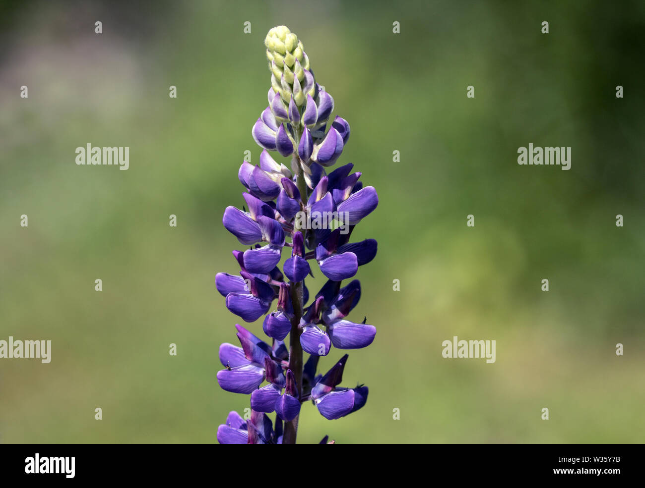 Primo piano della fioritura primaverile viola fiore di lupino in giardino canadese. Foto Stock