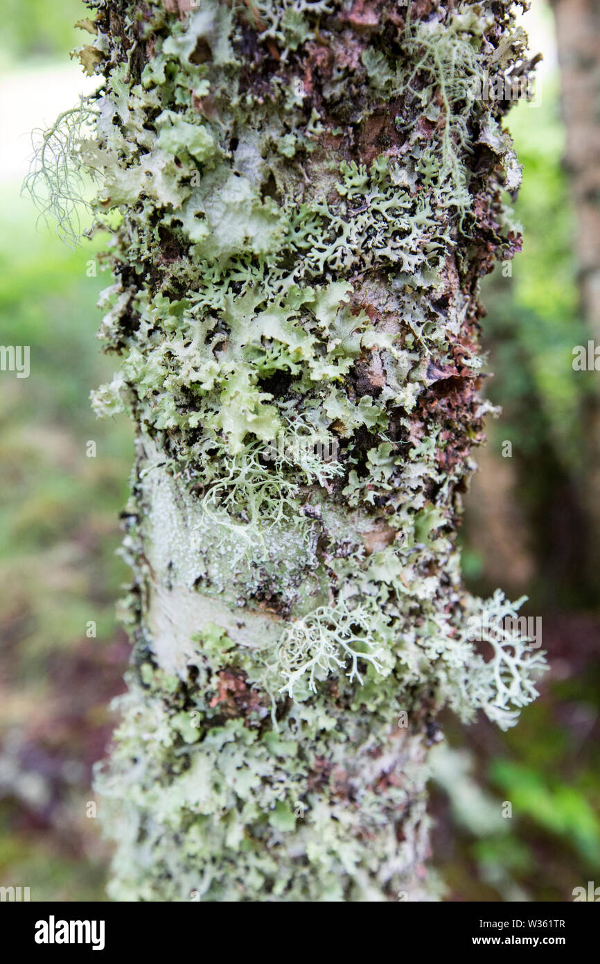 Renne e altri licheni crescono su argento di betulle vicino a Fort Augustus, Scotland, Regno Unito. Foto Stock