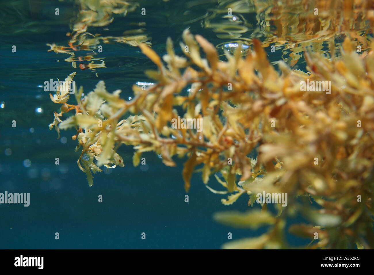 Close up pf Sargassum alghe fluttuanti nell'oceano dei Caraibi al largo della costa di Anguilla, BWI. Foto Stock