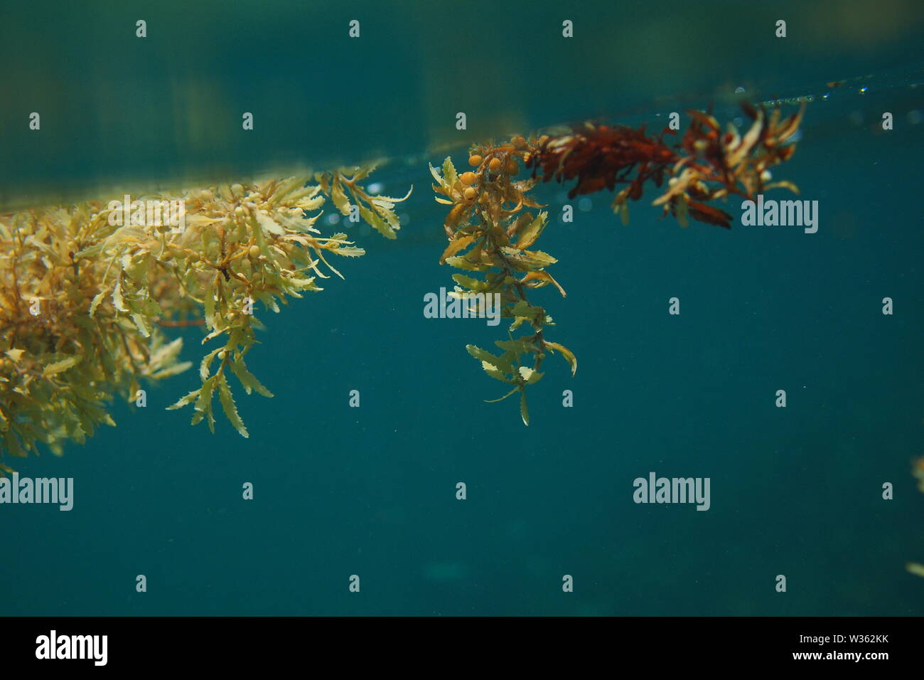 Diversi filamenti colorati di Sargassum alghe galleggianti al di sotto della superficie nell'oceano dei Caraibi al largo della costa di Anguilla, BWI. Foto Stock
