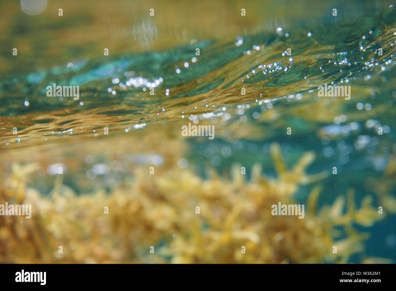 Sargassum alghe fluttuanti nell'oceano dei Caraibi al largo della costa di Anguilla, BWI. Foto Stock