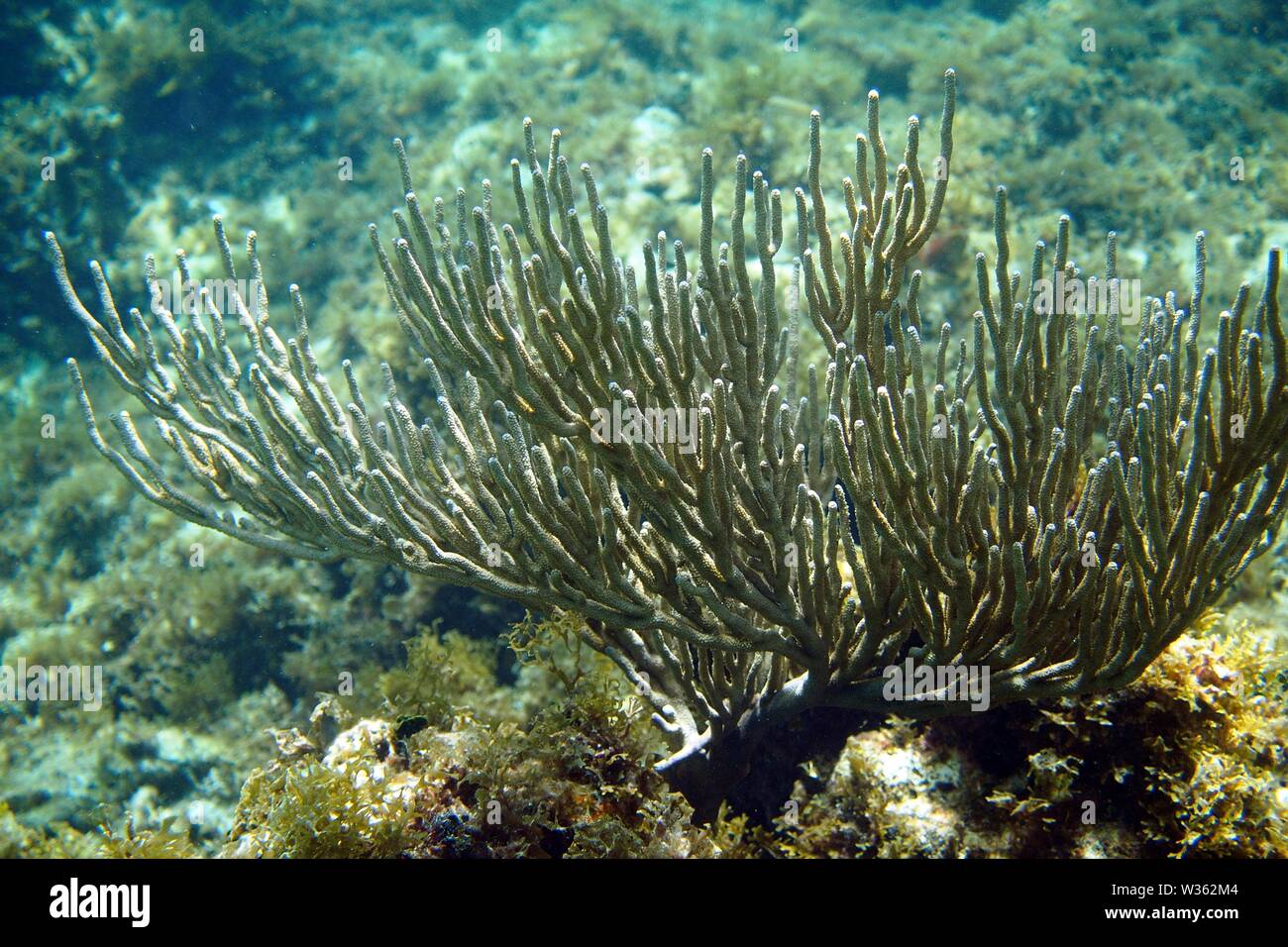 Un eccellente esempio di mare ripiegata asta (Plexaurella flexuosa), polipi ritirati, al Little Bay, Anguilla BWI. Foto Stock
