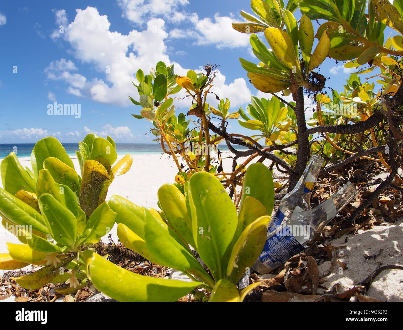 Spiaggia la copertura del terreno e due flaconi scartati di Carib birra. Vuoto, naturalmente. La Shoal Bay, Anguilla BWI. Foto Stock