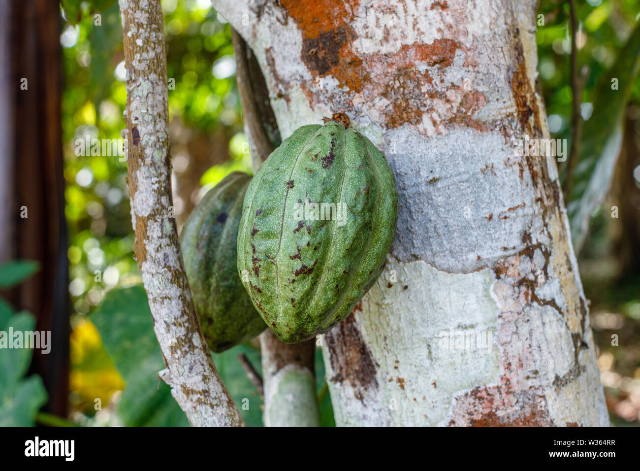Baccelli di cacao (cacao) che crescono sull'albero di Teobroma cacao. Bali, Indonesia. Foto Stock
