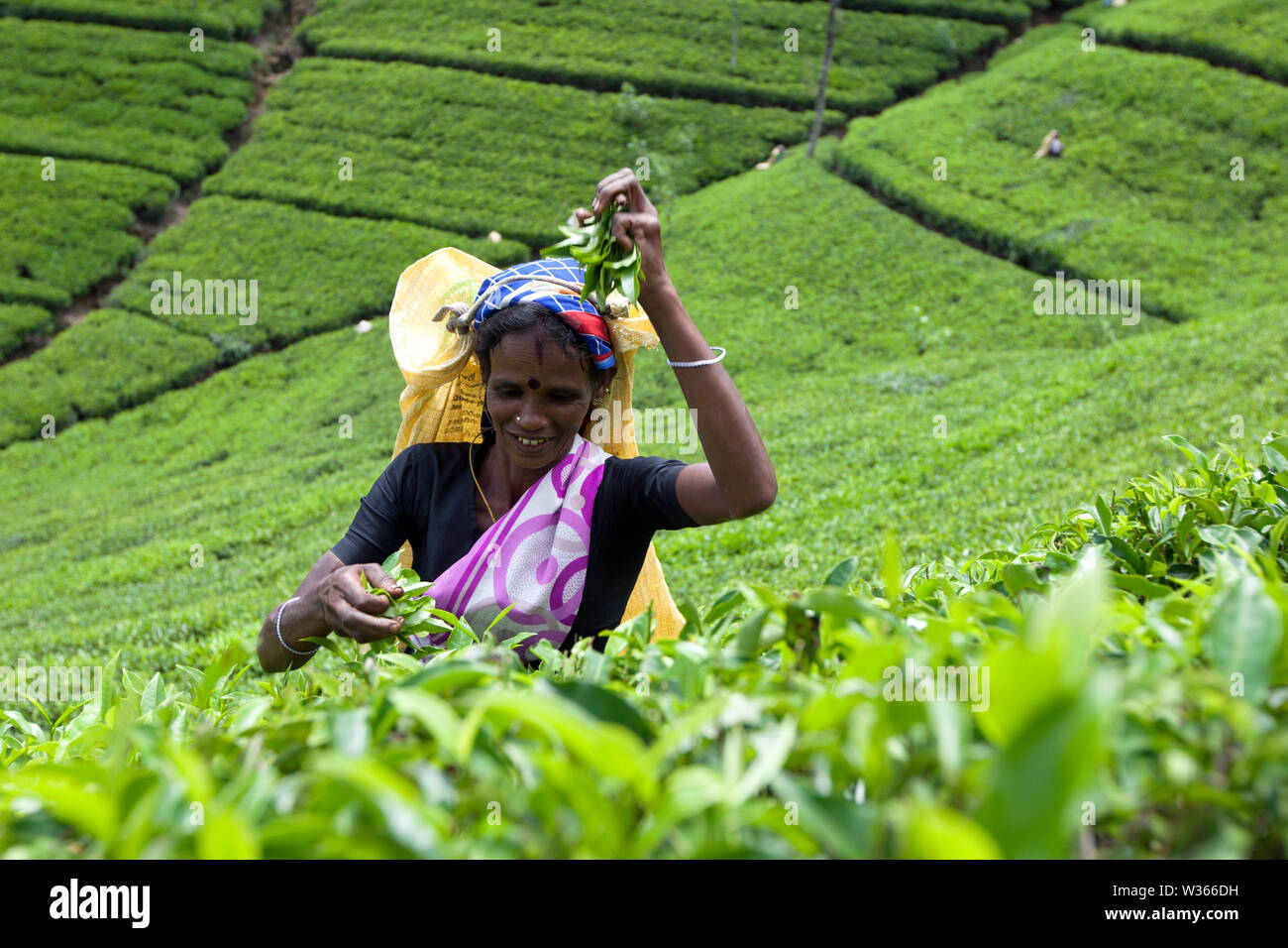 Una raccoglitrice di tè spenna esce da una piantagione bush Maskeliya nella provincia centrale dello Sri Lanka nelle prime ore del mattino. Foto Stock