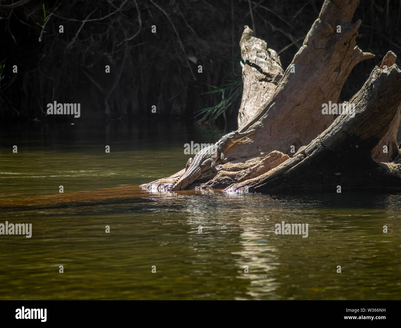 Crocodile è un bagno di sole su un tronco di albero in un fiume Foto Stock