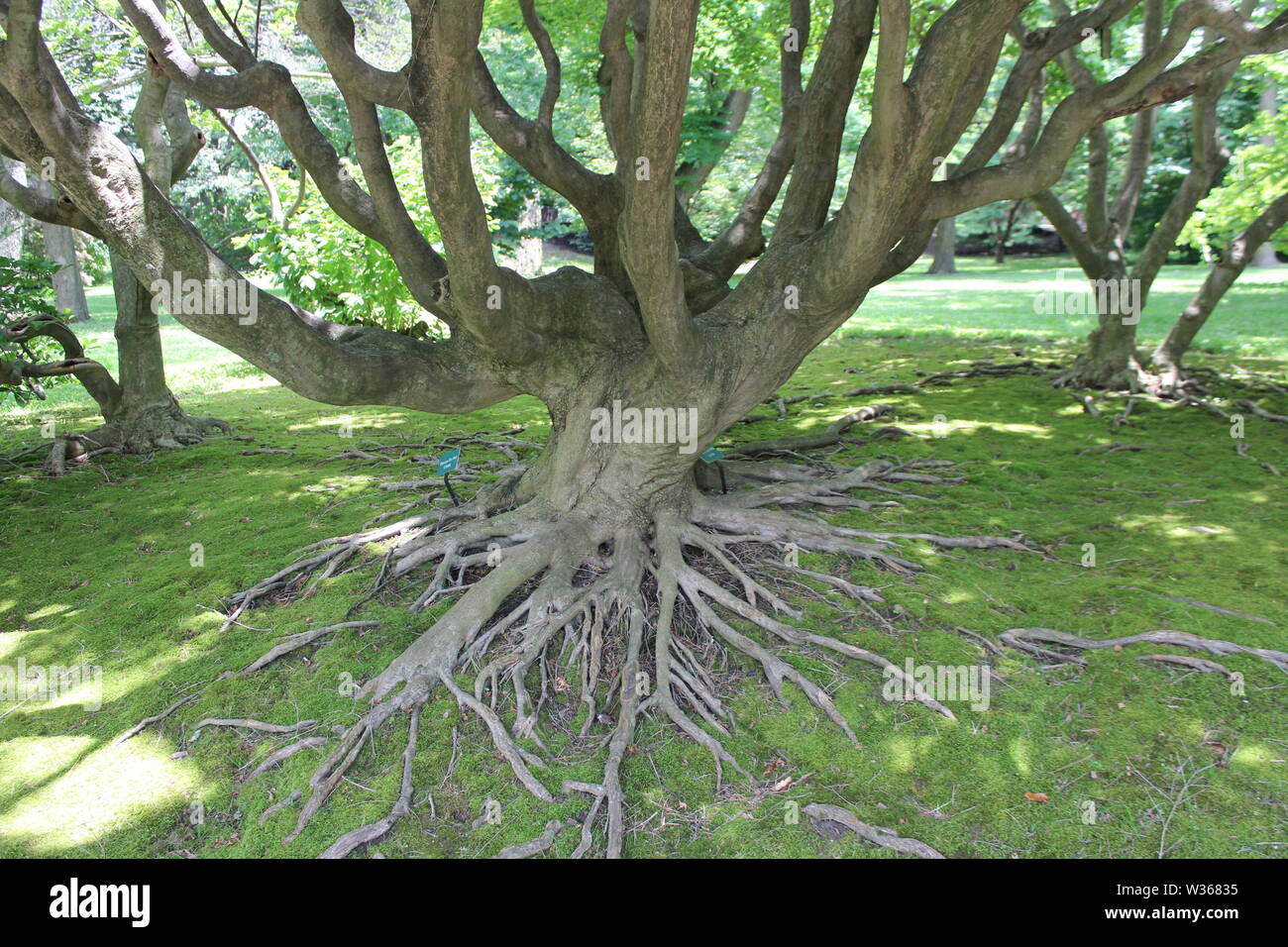 Giardino Zen Foto Stock