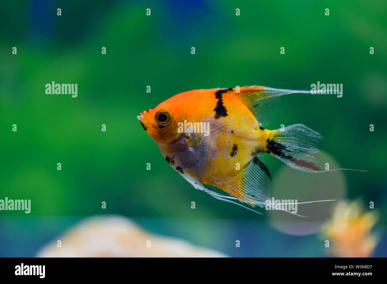 Pterophyllum scalare. Angelfish. Uno scalare arancione nuota in un acquario trasparente su uno sfondo verde Foto Stock