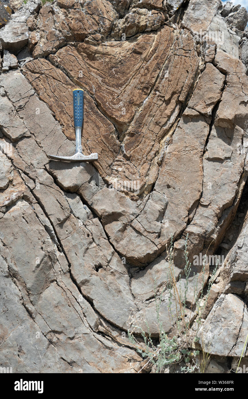 Montante syncline in calcare Triassico della formazione Dinwoody, Montana, USA. Foto Stock