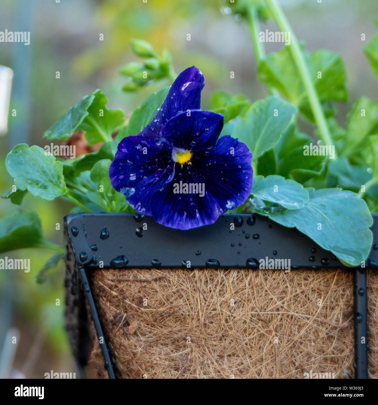 Fiori di pansy in giardino, fiori freschi viola bagnati e viola nero e indaco ricoperti di gocce di pioggia che sbirciano da un cesto appeso. Colore invernale Foto Stock