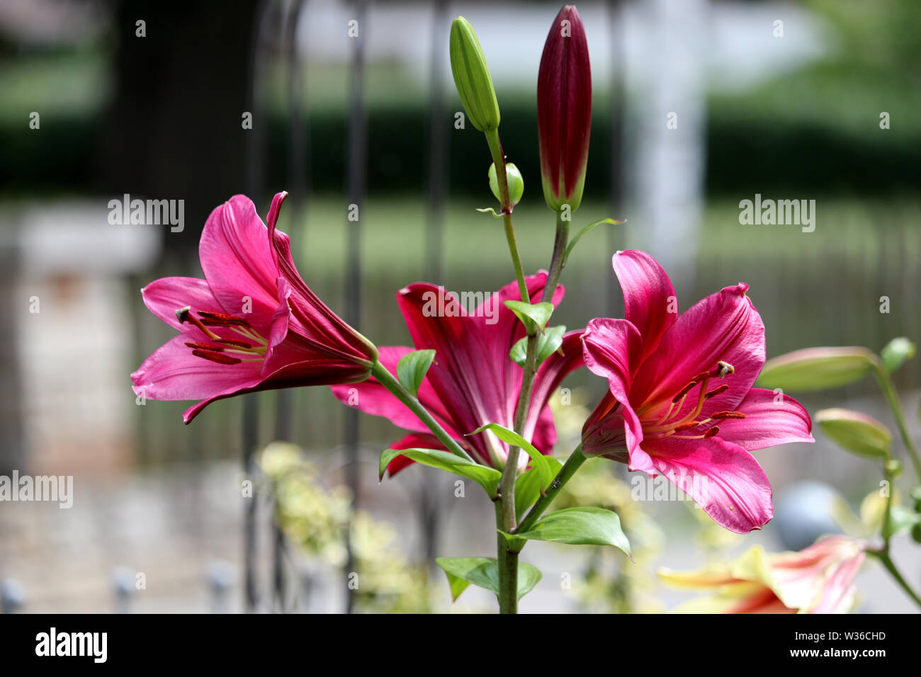 Albero di rare lily (lignum lilium) nel giardino estivo Foto Stock