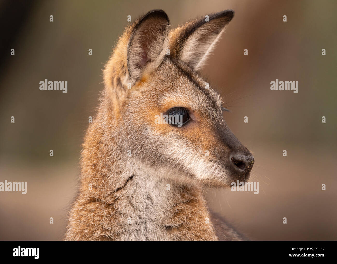 Rosso Colli, Wallaby Macropus rufogriseus, avviso di pericolo nella zona semidesertica vicino a Dubbo nel centro-ovest del Nuovo Galles del Sud, Australia Foto Stock