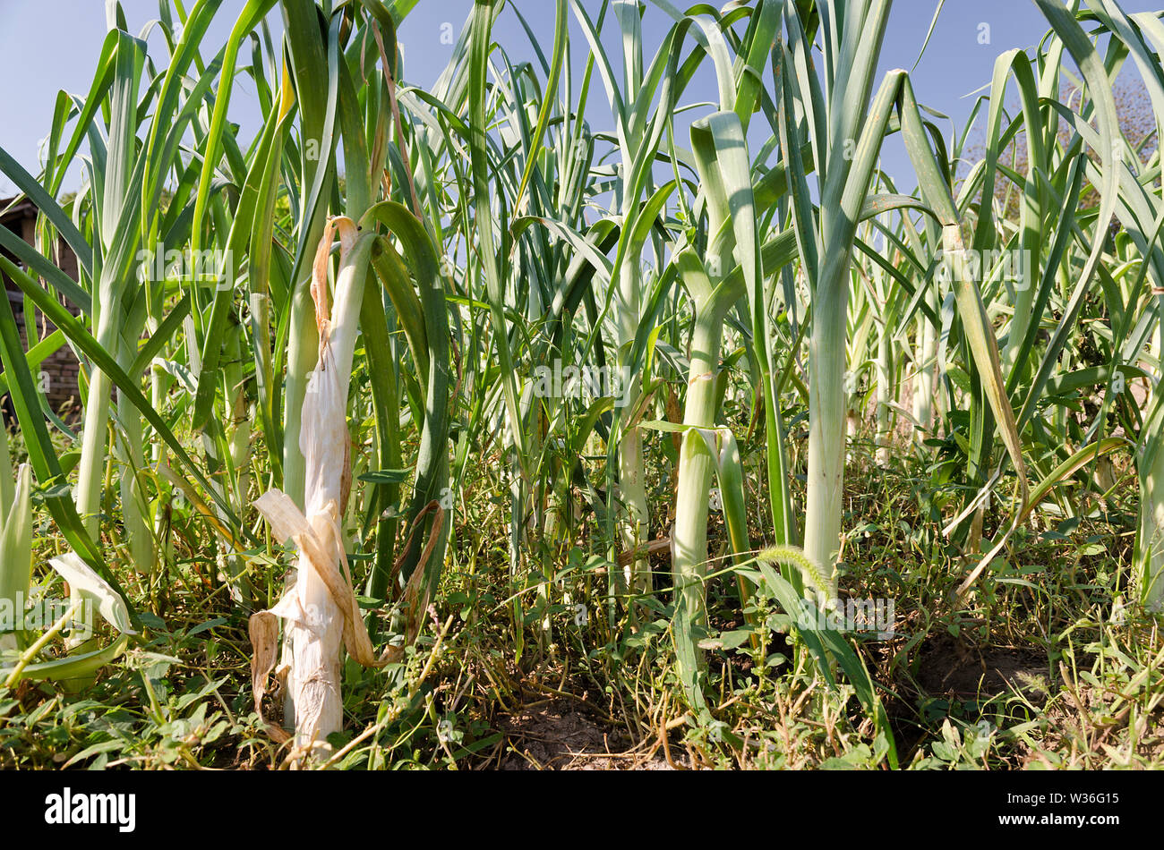 In crescita i porri bio nella parte settentrionale della Bulgaria in estate Foto Stock