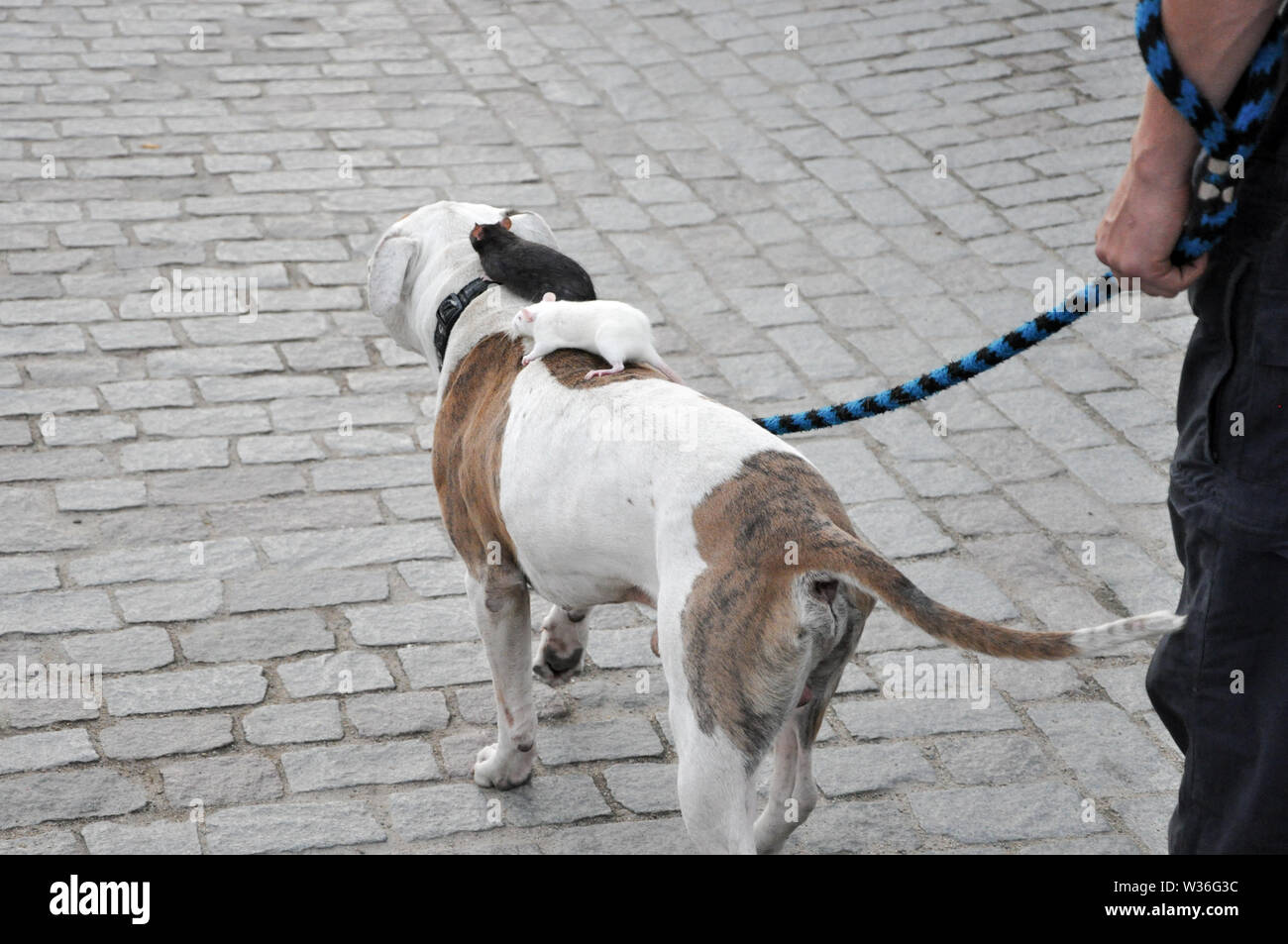 Praga, Repubblica ceca - Maggio 2009: combattimento del cane di razza svolge pacificamente criceti. Foto Stock
