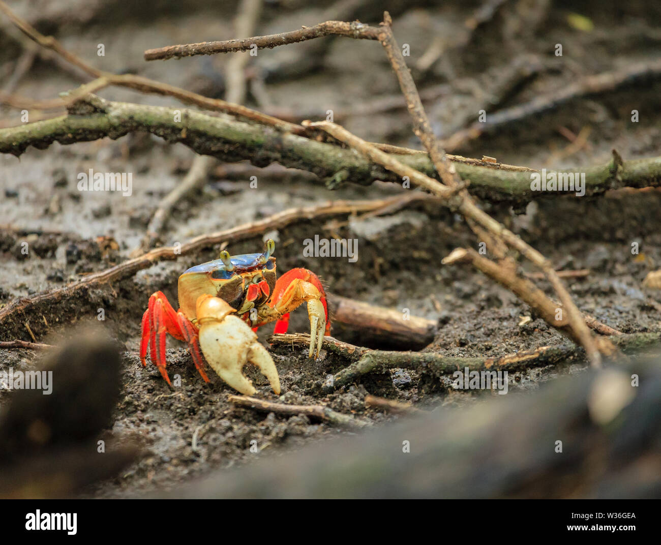 Close-up immagine di una terra rossa del granchio nella Santa Rosa parco nazionale in Costa Rica Foto Stock