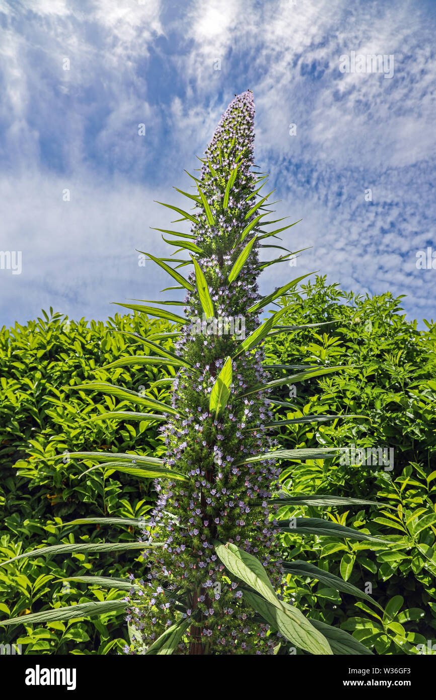 Impianto Echium in giardini formali a Mount Edgcumbe Park Cornwall Estate 2019 Foto Stock