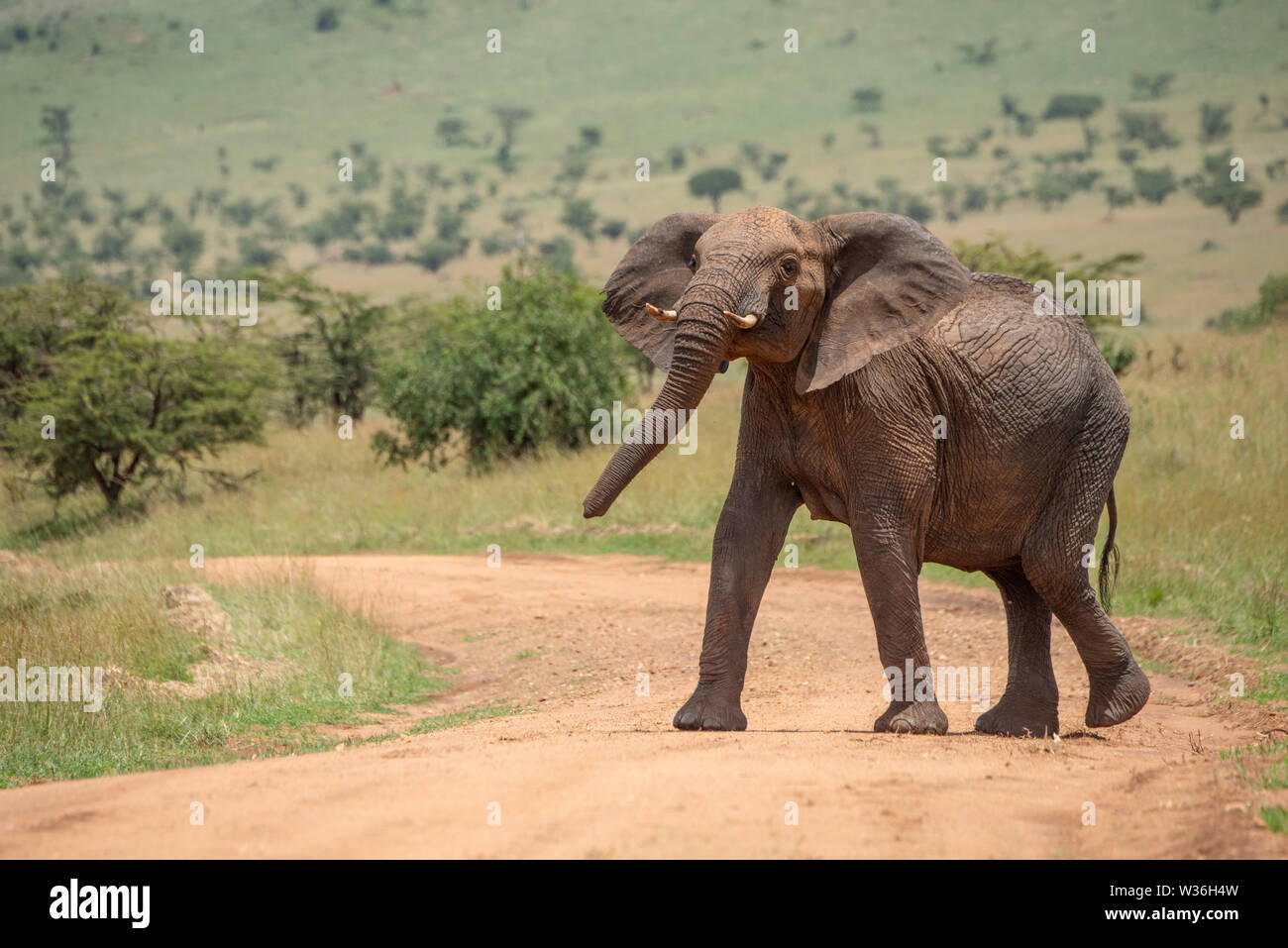 Elefante africano sorge sulla via sollevamento testa Foto Stock