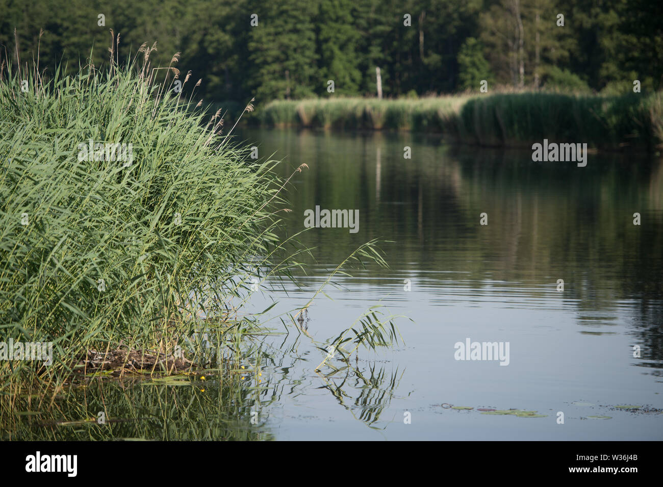 Stolpe, Germania. Il 26 giugno, 2019. Vista del fiume Peene prima Stolpe vicino a Anklam. Peene, noto anche come "l'Amazzonia del nord", è uno degli ultimi fiumi incontaminate in Germania. Esso si estende per oltre 85 km dal Lago Kummerow ad est di Anklam dove confluisce con il fiume Peene a. Credito: Stefan Sauer/dpa-Zentralbild/dpa/Alamy Live News Foto Stock