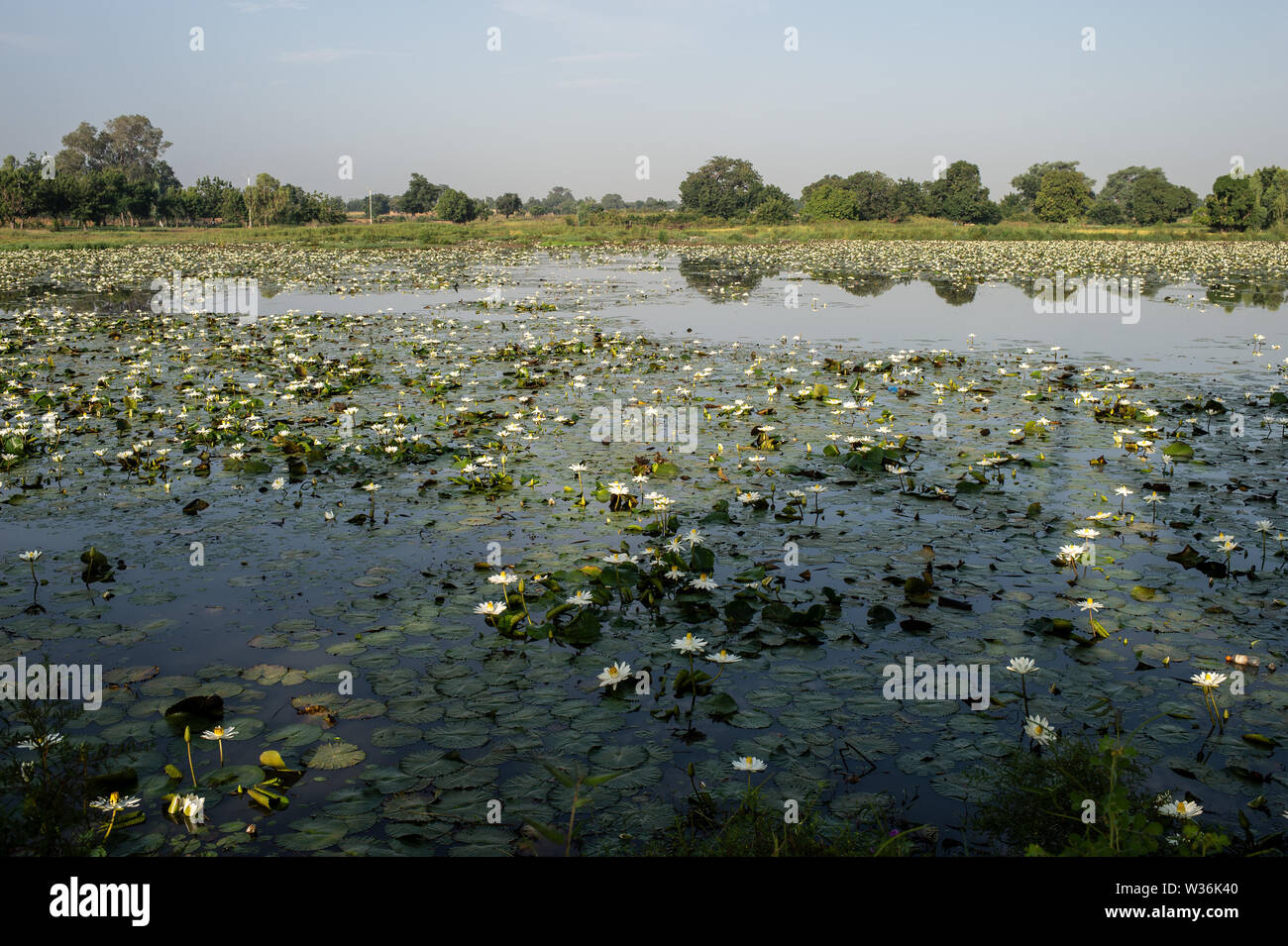 Bianco loto egiziano, Nymphaea lotus, Ninfeacee, Burkina Faso, Africa Foto Stock
