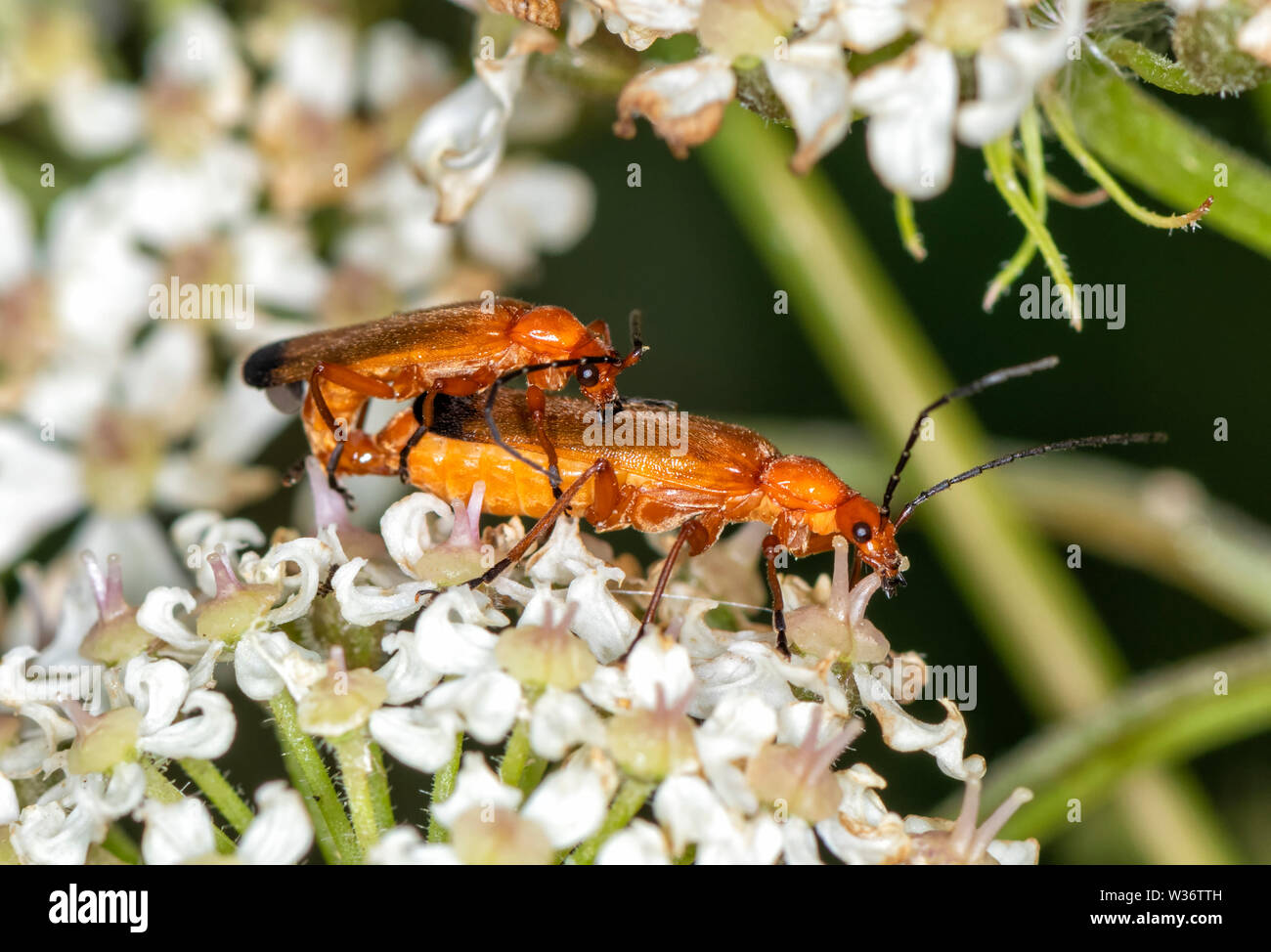 Coppia di comune soldato rosso coleotteri (Rhagonycha fulva) coniugata su un flowerhead di Queen Anne's Pizzi Foto Stock