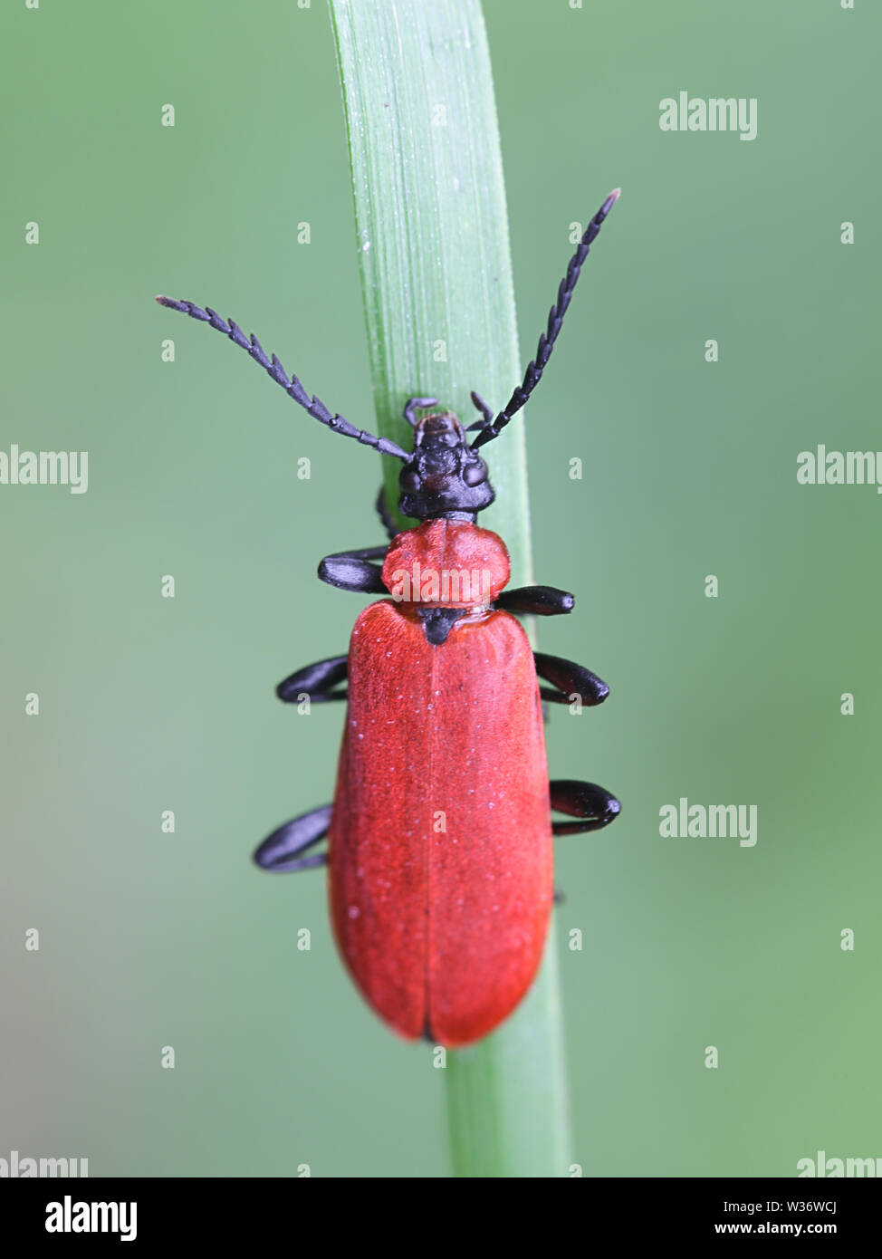 Pyrochroa coccinea, noto come il cardinale scarabeo o il nero-guidato il cardinale beetle Foto Stock