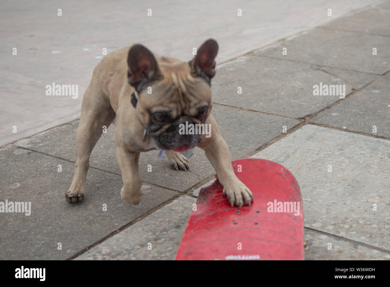 Tony Hawk è ampiamente considerato come il migliore guidatore di skateboard sul pianeta, ma questo veterano è di fronte alla concorrenza Eroc il cane per la corsa su skateboard Foto Stock