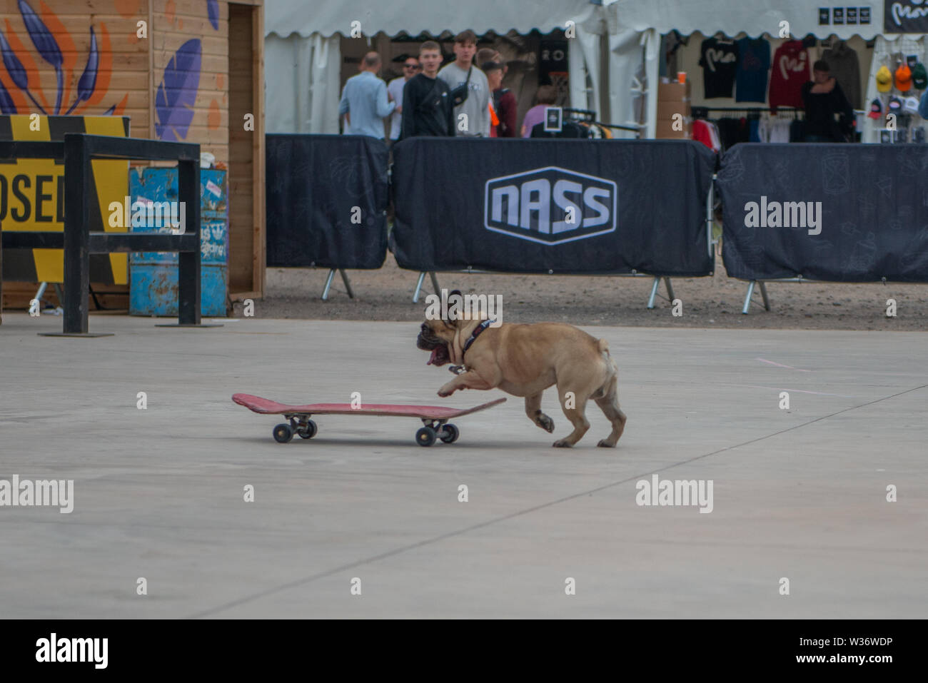 Tony Hawk è ampiamente considerato come il migliore guidatore di skateboard sul pianeta, ma questo veterano è di fronte alla concorrenza Eroc il cane per la corsa su skateboard Foto Stock