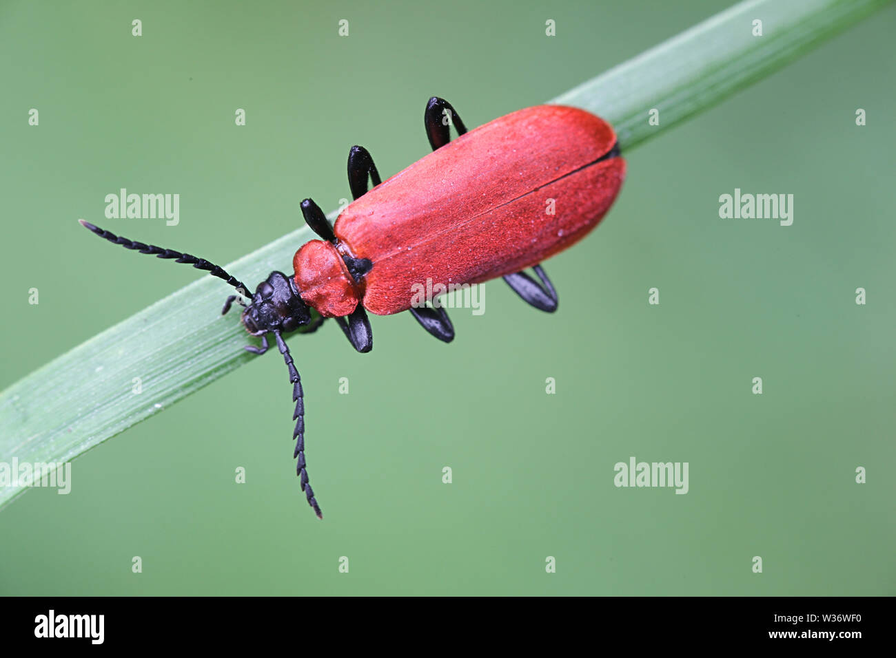Pyrochroa coccinea, noto come il cardinale scarabeo o il nero-guidato il cardinale beetle Foto Stock