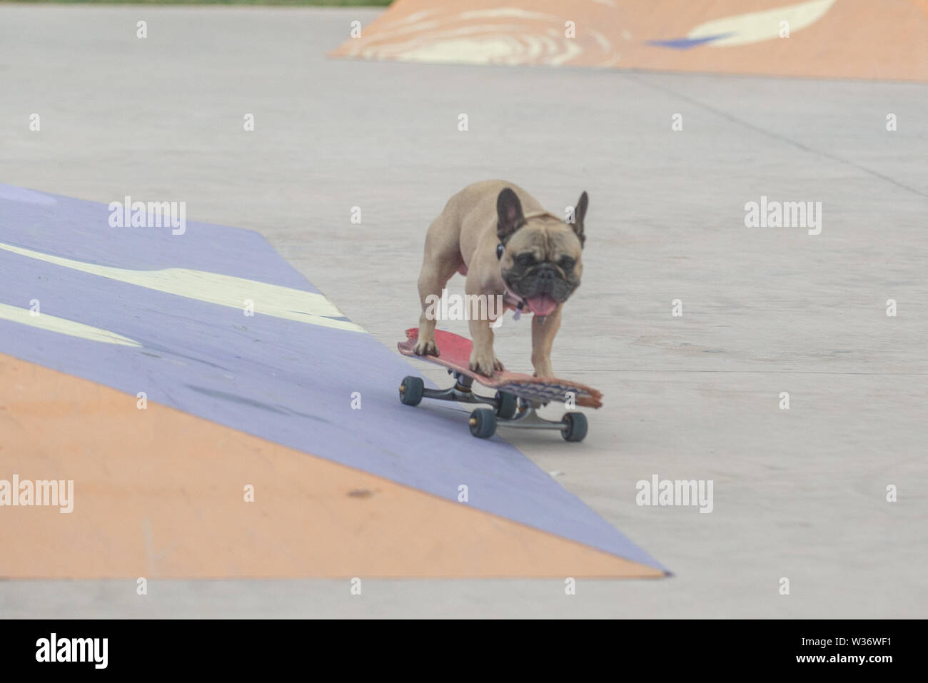 Tony Hawk è ampiamente considerato come il migliore guidatore di skateboard sul pianeta, ma questo veterano è di fronte alla concorrenza Eroc il cane per la corsa su skateboard Foto Stock